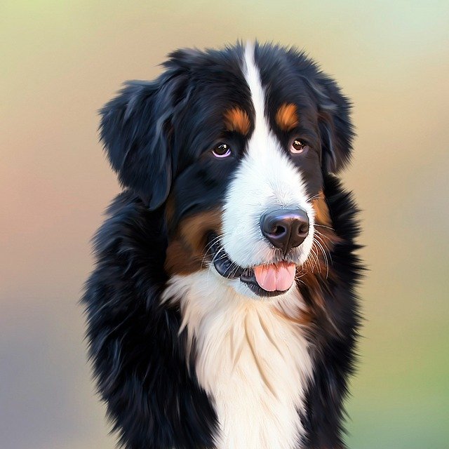 Dachshund Magnetic Dog – den perfekte gave til hundeejeren